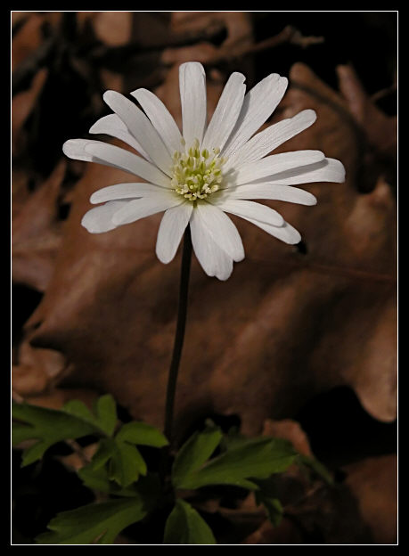 Papaveri & anemoni
